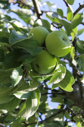 There are four key indicators of ripeness in apples and pears.