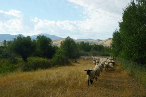 A line of sheep move along a fence through tall, brown grass in front of a mountain backdrop.