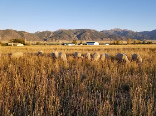 Grazing sheep disappear into the tall grass of a Montana flatland with a farmhouse and mountains in the background.