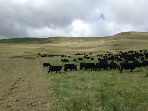 Black cows move from the right of the photo, which is trampled and grazed pasture, to the left, which is lush and tall grass.