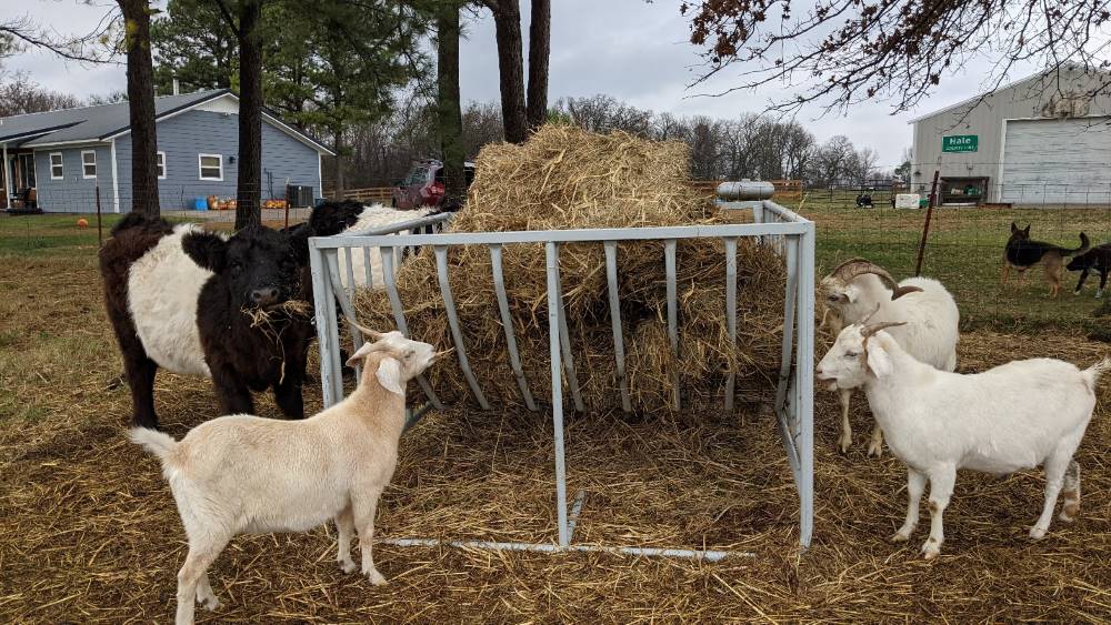 Elevated round bale feeder with goats eating hay.