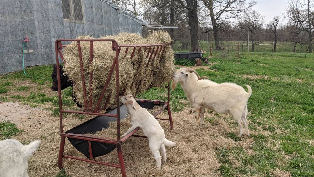 Elevated square bale feeder with goats eating hay.