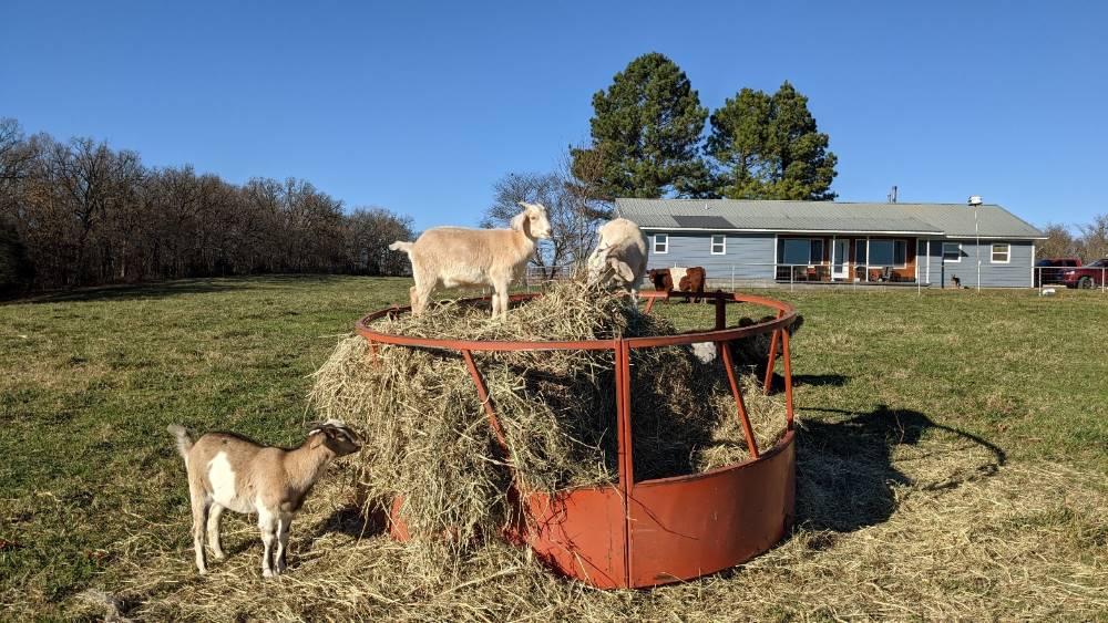 A metal hay feeding ring with goats standing on the hay inside.